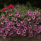 flowers 3481120 1920
