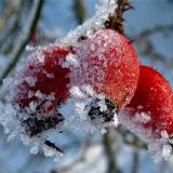 frost 372d6c2d 96c7 4929 9aff f620f53c9051