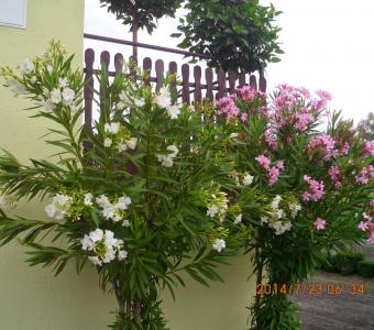 Oleander pospolity - Mix kolor 26