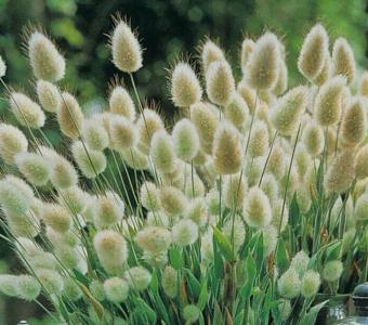 Dmuszek jajowaty Bunny Tails 26