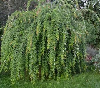Wierzba całolistna Pendula - Szczepiona
