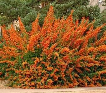Ognik szkarłatny Golden Hornet - Pomarańczowy - Pyracantha 