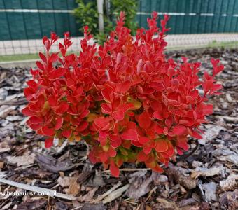 Berberys thunberga Orange Ice 
