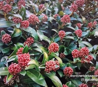 Skimmia japońska Rubella 26