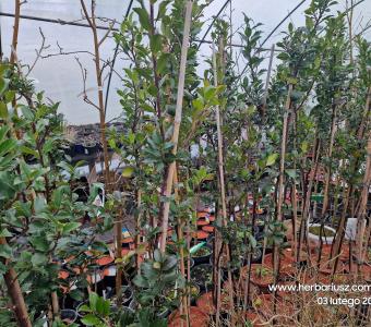 Ostrokrzew Blue Maid - Ilex meserveae - Na pniu