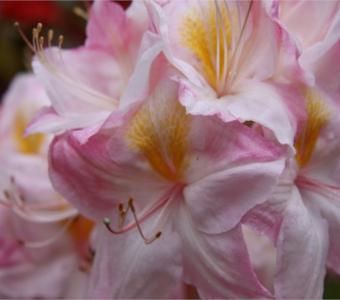 Azalia wielkokwiatowa Rhododendron Satomi