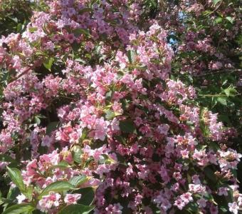 Krzewuszka cudowna Styriaca Weigela 
