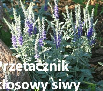 Przetacznik kłosowy Siwy