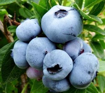Borówka Amerykańska Bluecrop - Długie owocowanie