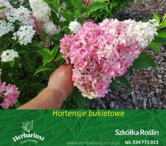 Hortensja bukietowa Vanille Fraise - Na pniu 70 -100cm 