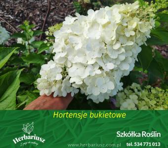 Hortensja bukietowa Hydragea pan. Limelight - Na pniu 100cm 