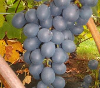 Winorośl Agat Doński Deserowa - Vitis 26