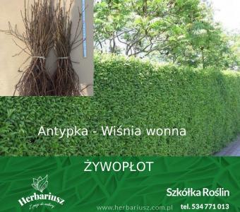 Antypka - Wiśnia Wonna ŻYWOPŁOT