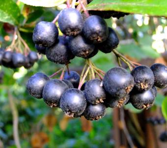 Aronia Galicjanka
