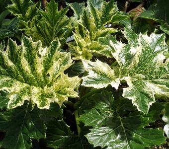 Akant mieszańcowy Acanthus Tasmanian Angel 26