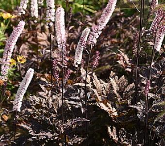 Świecznica prosta Pluskwica Pink Spike