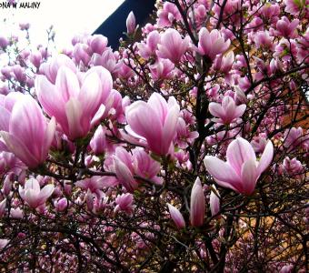 Magnolia pośrednia Alexandrina