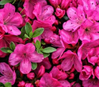 Azalia japońska Rhododendron Anne Frank