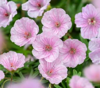Bodziszek czerwony Geranium Apfelblüte