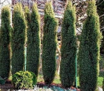 Jałowiec kolumnowy Arnold - Juniperus communis 26