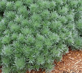 Bylica Schmidta 'Silver Mound'