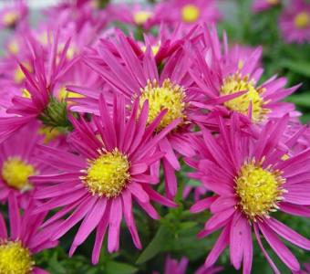 Aster krzaczasty Island Bahamas