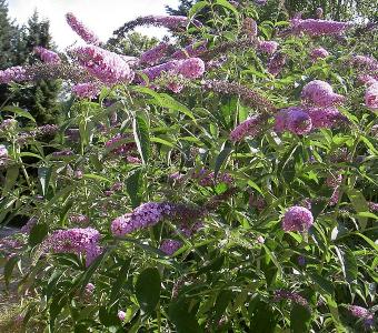 Budleja Pink Delight - Wysoka 26
