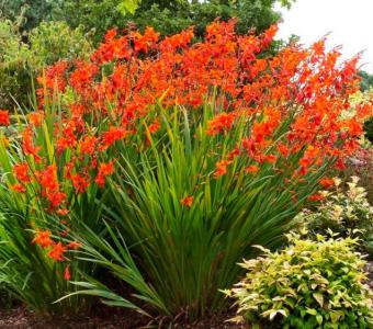  Krokosmia Cynobrówka Crocosmia Babylon - Pomarańczowa