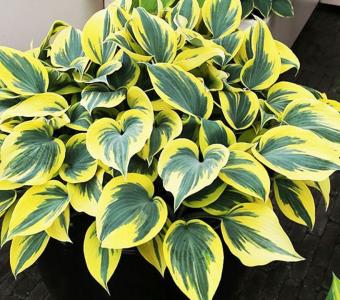 Hosta Funkia Ben Vernooy