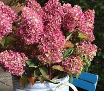 Hortensja bukietowa Hydragea Petite Cherry - MIniaturowa