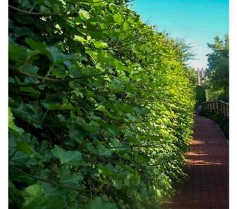 Bluszcz irlandzki - Na żywopłoty - Hedera hibernica