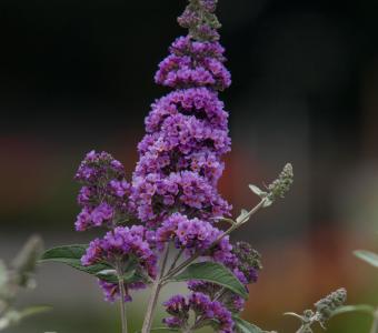 Budleja Davida Lavender Cupcake - Niska 26