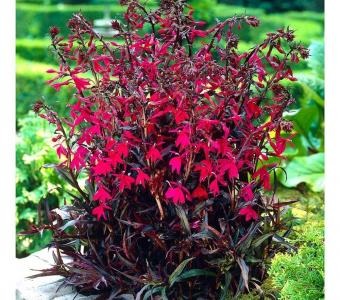 Lobelia okazała Russian Princess - Rabatowa - wieloletnia