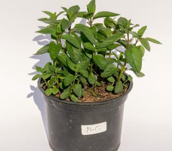 Mięta Mentha Czekoladowa 