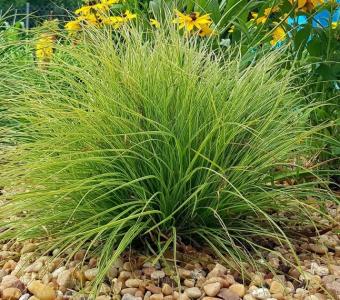 Turzyca pagórkowa Raureif - Carex montana