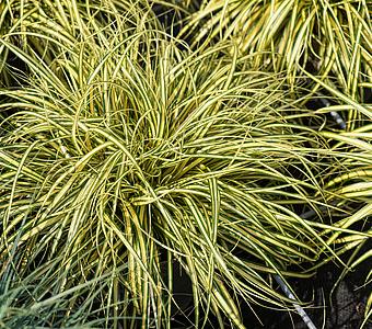 Turzyca oszimska zwisająca Evergold - Carex oshimensis