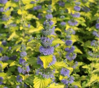 Barbula klandońska Hint of Gold - Caryopteris 