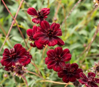 Kosmos czekoladowy Cosmos atrosanguineus Chocamocha 