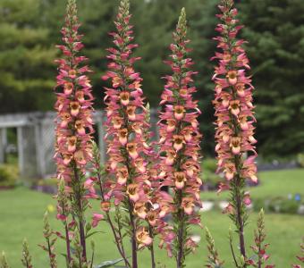 Naparstnica Falcon Fire - Digitalis