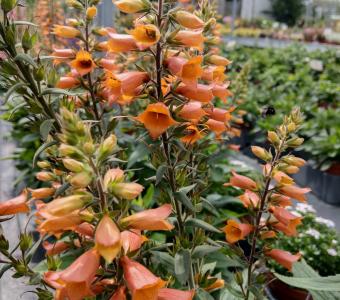 Naparstnica Firecracker