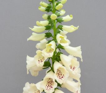Naparstnica Dottie Cream