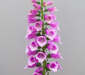 Naparstnica Dottie Purple