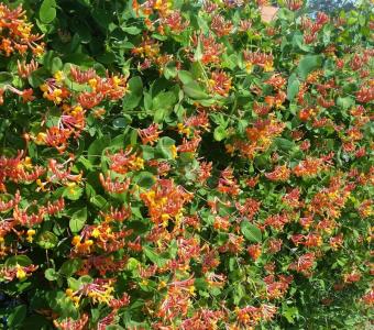 Wiciokrzew Browna Dropmore Scarlet