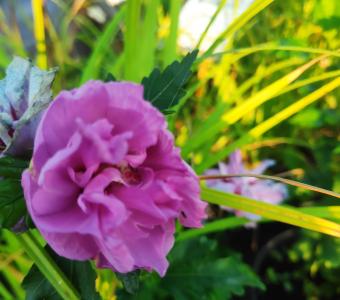  Hibiskus syryjski - Ketmia Duc de Brabant - Hibiscus syriacus