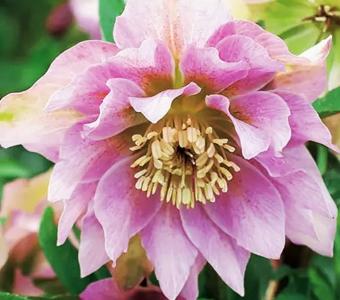 Ciemiernik wschodni Helleborus Double Ellen Pink - Różowy pełny