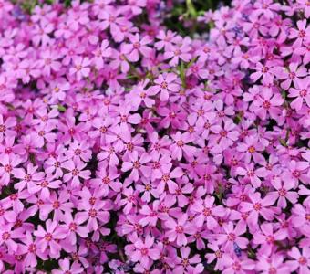 Floks Phlox Płomyk szydlasty - Różowy