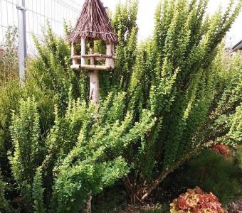 Berberys thunberga Erecta 26