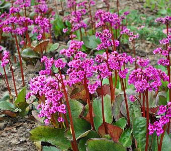 Bergenia sercowata Eroica 26