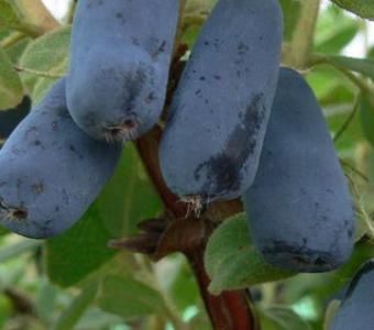 Jagoda kamczacka Zojka - Lonicera caerulea 26