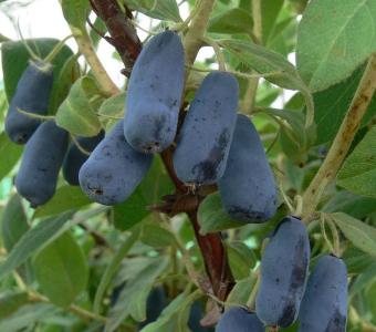 Jagoda kamczacka Wojtek - Lonicera caerulea 26